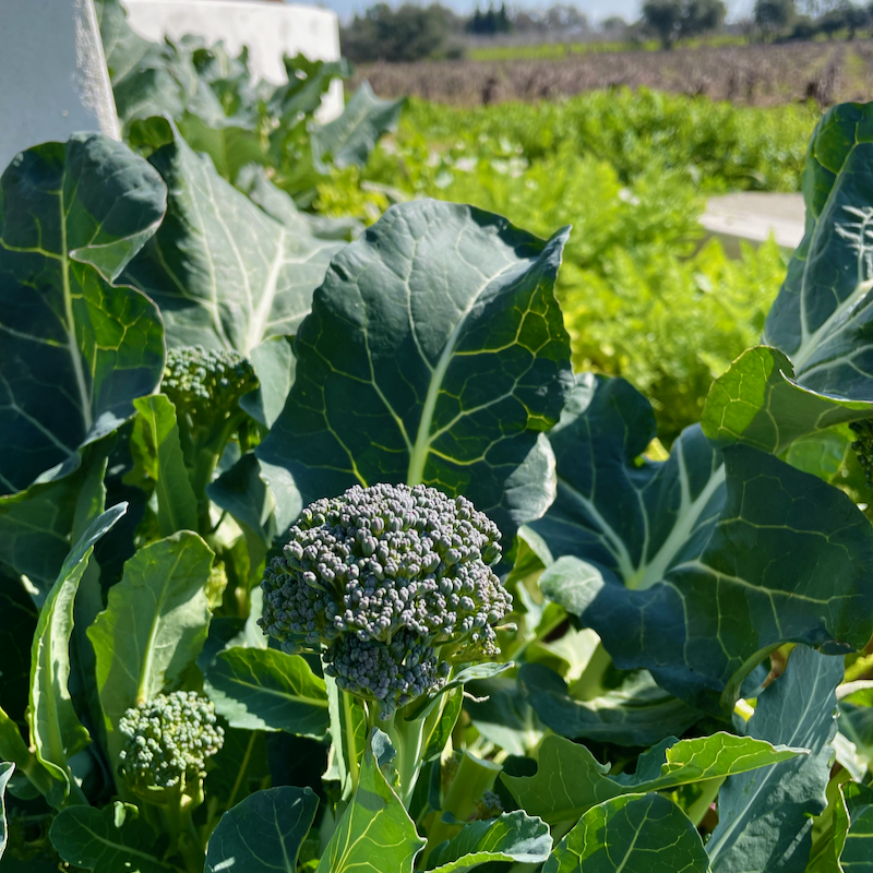 a broccoli plant in a garden